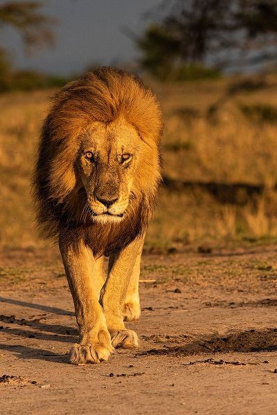 Africa-Tanzania-Serengeti National Park Male lion close-up